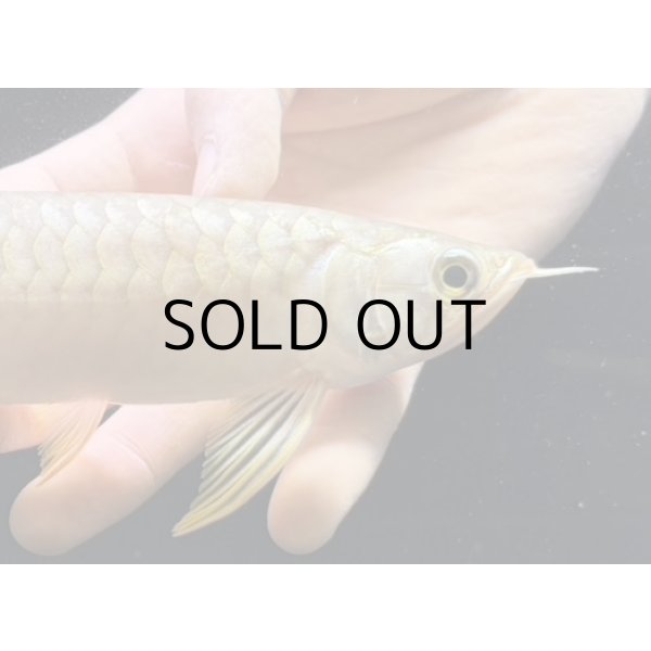 画像4: 紅尾金龍　FOREVER Arowana Aquaculture(15） (4)