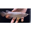 画像2: 紅尾金龍　FOREVER Arowana Aquaculture(7） (2)
