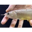 画像3: 紅尾金龍　FOREVER Arowana Aquaculture(2） (3)