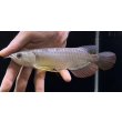 画像1: 紅尾金龍　FOREVER Arowana Aquaculture(3） (1)