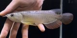 画像: 紅尾金龍　FOREVER Arowana Aquaculture(3）