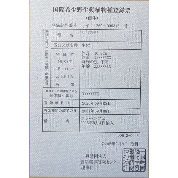 画像6: 紅尾金龍　FOREVER Arowana Aquaculture(8） (6)