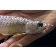 画像4: 紅尾金龍　FOREVER Arowana Aquaculture(10） (4)