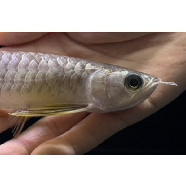 画像4: 紅尾金龍　FOREVER Arowana Aquaculture(10） (4)