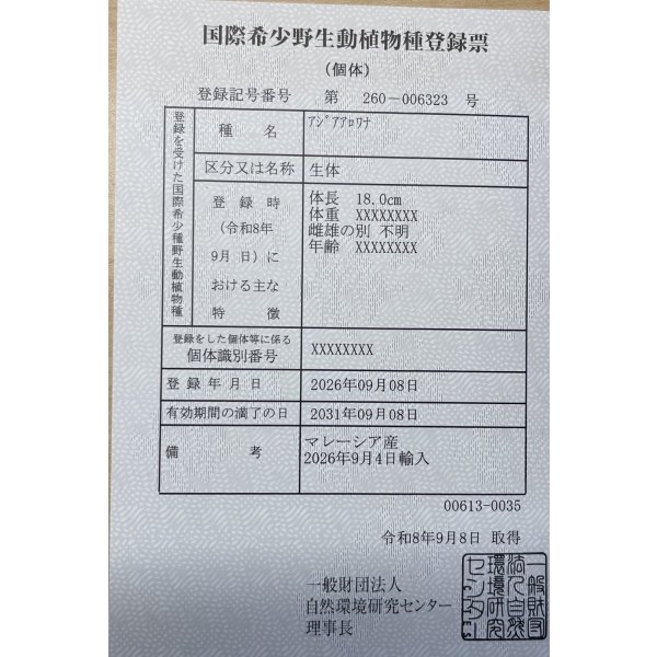 画像6: 紅尾金龍　FOREVER Arowana Aquaculture(13） (6)