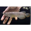 画像1: 紅尾金龍　FOREVER Arowana Aquaculture(13） (1)