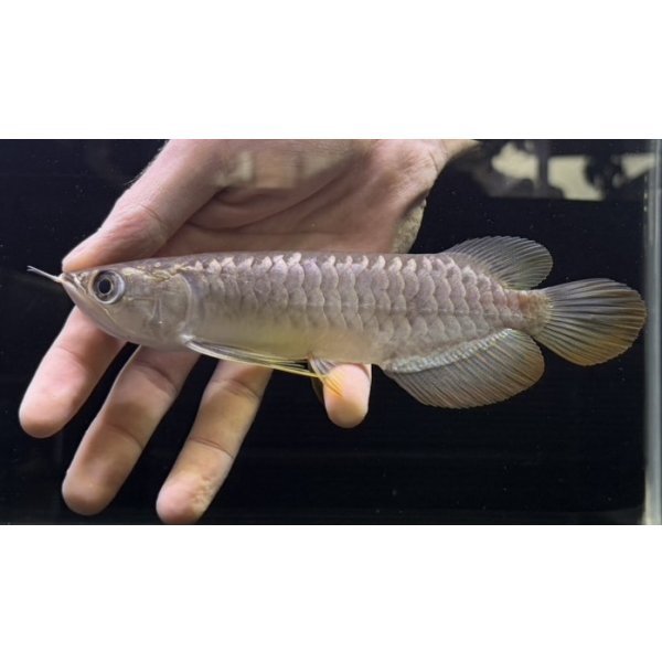 画像1: 紅尾金龍　FOREVER Arowana Aquaculture(13） (1)