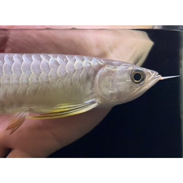 画像4: 紅尾金龍　FOREVER Arowana Aquaculture(16） (4)