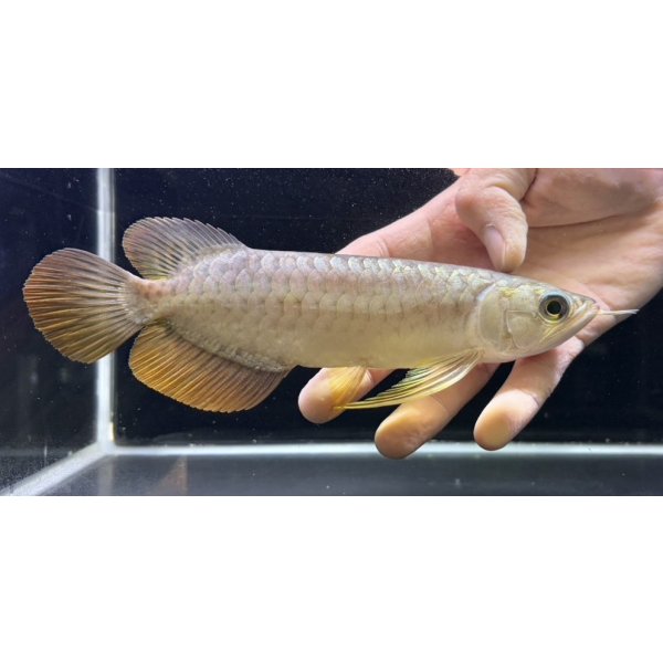 画像2: 紅尾金龍　FOREVER Arowana Aquaculture(2） (2)