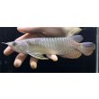 画像1: 紅尾金龍　FOREVER Arowana Aquaculture(11） (1)