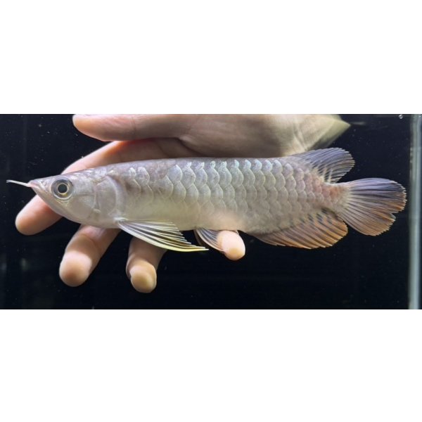 画像1: 紅尾金龍　FOREVER Arowana Aquaculture(11） (1)
