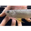 画像3: 紅尾金龍　FOREVER Arowana Aquaculture(1） (3)