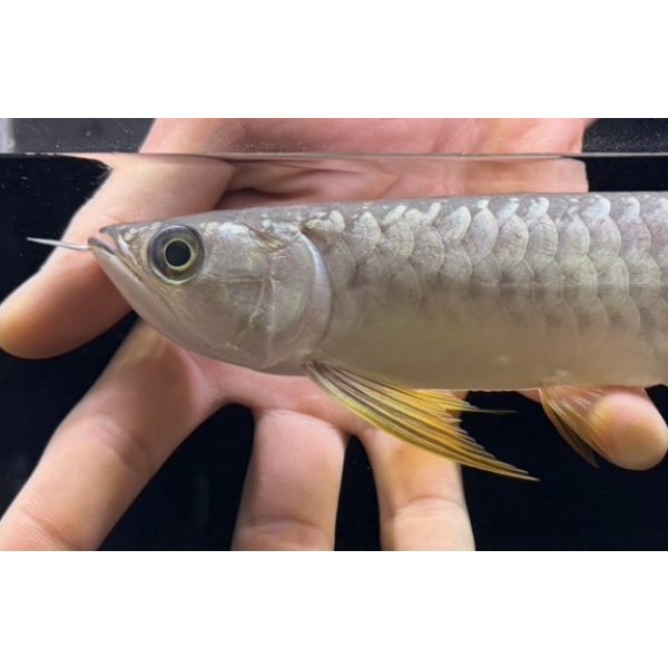 画像3: 紅尾金龍　FOREVER Arowana Aquaculture(1） (3)