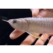 画像3: 紅尾金龍　FOREVER Arowana Aquaculture(7） (3)