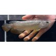 画像2: 紅尾金龍　FOREVER Arowana Aquaculture(1） (2)