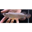 画像1: 紅尾金龍　FOREVER Arowana Aquaculture(7） (1)