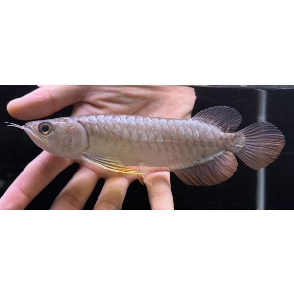 画像1: 紅尾金龍　FOREVER Arowana Aquaculture(7） (1)
