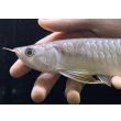 画像3: 紅尾金龍　FOREVER Arowana Aquaculture(11） (3)