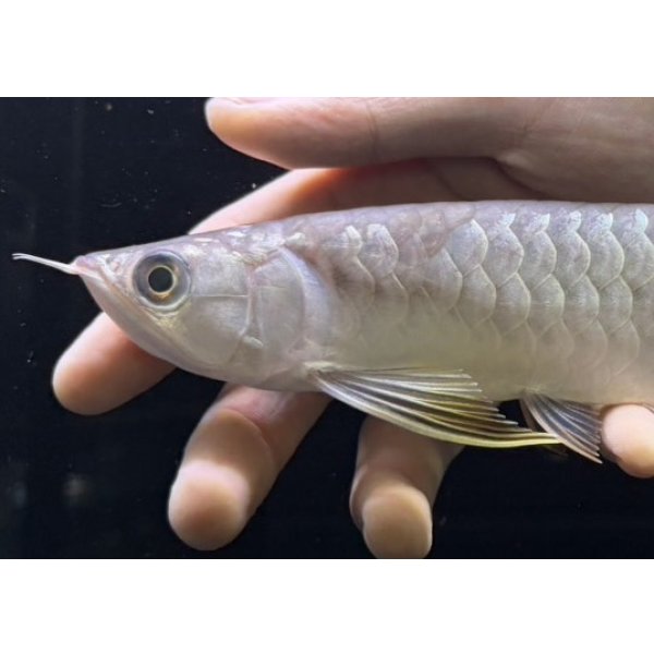画像3: 紅尾金龍　FOREVER Arowana Aquaculture(11） (3)