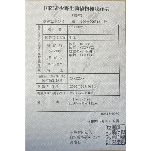 画像6: 紅尾金龍　FOREVER Arowana Aquaculture(12） (6)