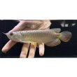 画像1: 紅尾金龍　FOREVER Arowana Aquaculture(9） (1)