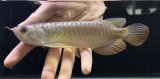 画像: 紅尾金龍　FOREVER Arowana Aquaculture(9）