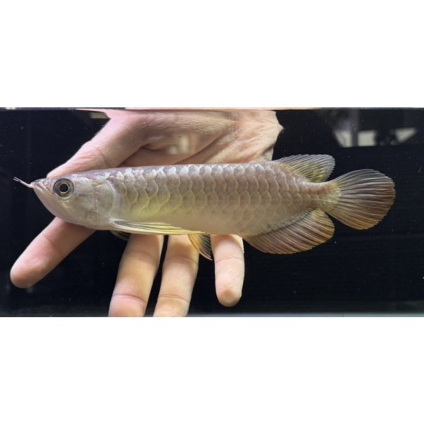 画像1: 紅尾金龍　FOREVER Arowana Aquaculture(9） (1)