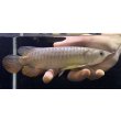 画像2: 紅尾金龍　FOREVER Arowana Aquaculture(9） (2)