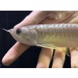 画像3: 紅尾金龍　FOREVER Arowana Aquaculture(9） (3)