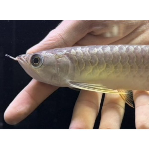画像3: 紅尾金龍　FOREVER Arowana Aquaculture(9） (3)