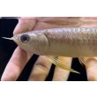 画像3: 紅尾金龍　FOREVER Arowana Aquaculture(5） (3)