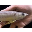 画像4: 紅尾金龍　FOREVER Arowana Aquaculture(3） (4)