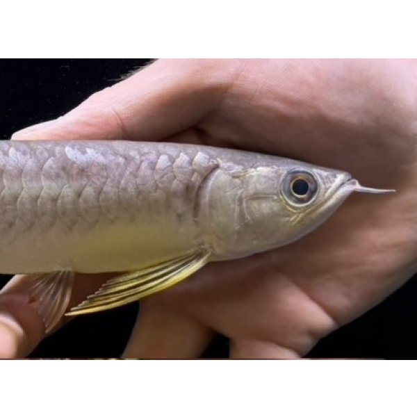 画像4: 紅尾金龍　FOREVER Arowana Aquaculture(3） (4)