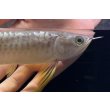 画像4: 紅尾金龍　FOREVER Arowana Aquaculture(1） (4)
