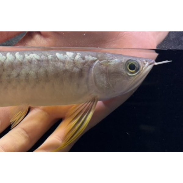 画像4: 紅尾金龍　FOREVER Arowana Aquaculture(1） (4)