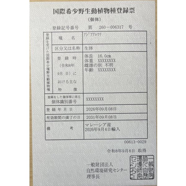 画像6: 紅尾金龍　FOREVER Arowana Aquaculture(11） (6)