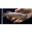画像2: 紅尾金龍　FOREVER Arowana Aquaculture(10） (2)