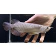 画像2: 紅尾金龍　FOREVER Arowana Aquaculture(11） (2)