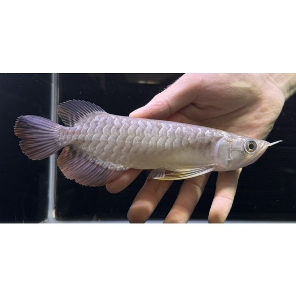 画像2: 紅尾金龍　FOREVER Arowana Aquaculture(11） (2)