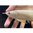 画像3: 紅尾金龍　FOREVER Arowana Aquaculture(15） (3)