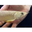 画像4: 紅尾金龍　FOREVER Arowana Aquaculture(12） (4)