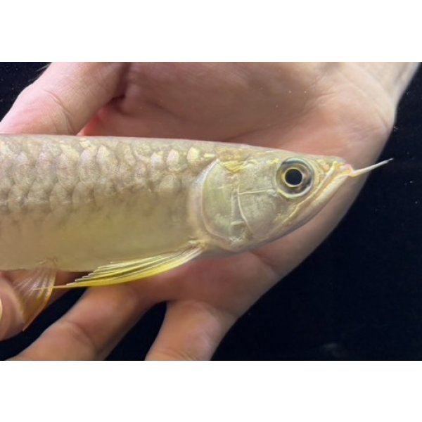 画像4: 紅尾金龍　FOREVER Arowana Aquaculture(12） (4)
