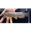 画像1: 紅尾金龍　FOREVER Arowana Aquaculture(1） (1)