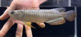 画像: 紅尾金龍　FOREVER Arowana Aquaculture(1）
