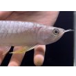 画像4: 紅尾金龍　FOREVER Arowana Aquaculture(7） (4)