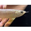 画像4: 紅尾金龍　FOREVER Arowana Aquaculture(5） (4)