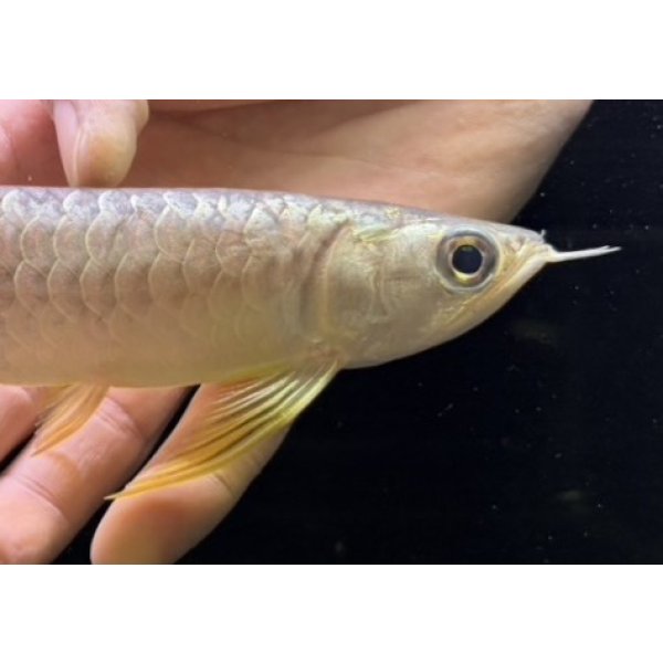 画像4: 紅尾金龍　FOREVER Arowana Aquaculture(5） (4)