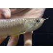 画像4: 紅尾金龍　FOREVER Arowana Aquaculture(6） (4)