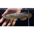 画像1: 紅尾金龍　FOREVER Arowana Aquaculture(6） (1)