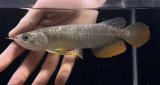 画像: 紅尾金龍　FOREVER Arowana Aquaculture(6）